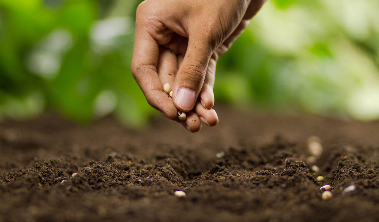 Planting the seeds