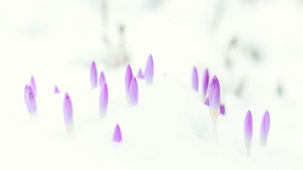 Beautiful purple blooms coming through the white snow.