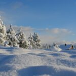 Beautiful winter day with snow-filled pines